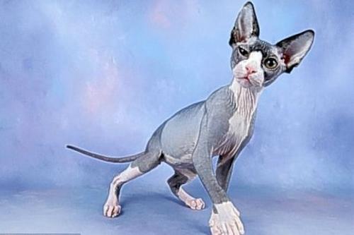 加拿大无毛猫被正式确认为新猫种 - 生物博览