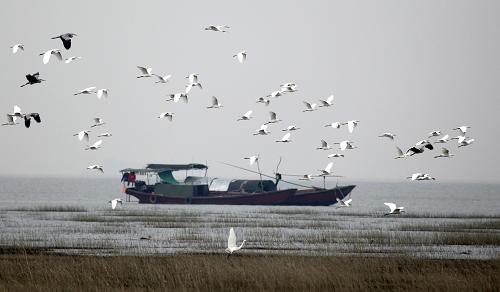 鄱阳湖水位下降 湿地成候鸟乐园