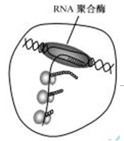 高考生物真题分类汇编精讲:遗传的分子学基础