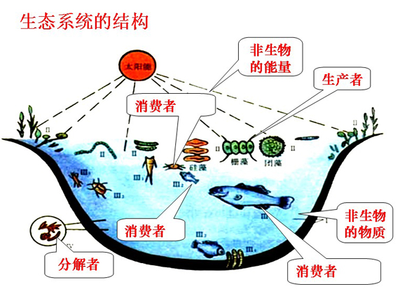 生态系统的结构-中学学科网