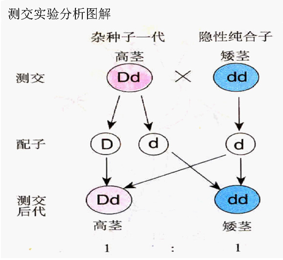 高一生物教案:测交实验分析图解-高考学科网