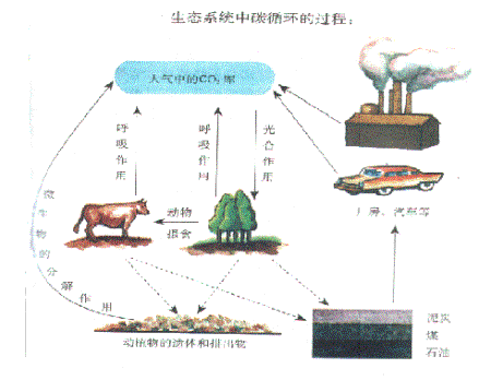 地球上的氧气会用完吗?_学科网高考资讯频道