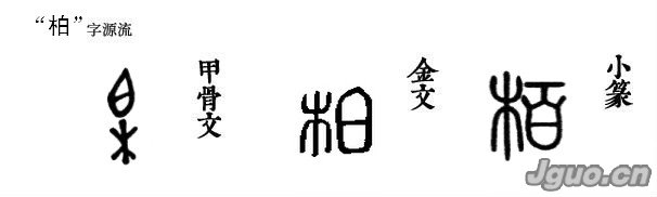 汉字溯源:锦官城外"柏"森森