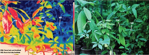 相同环境下,干热河谷植物()和热带雨林植物(hw)的叶片温度图像